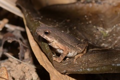 Ingerophrynus parvus