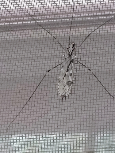 Unknown species found near Georgia, US
