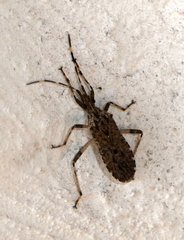 Dicranocephalus