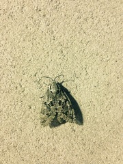 Prionoxystus robiniae