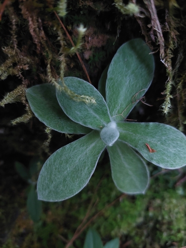 Pseudognaphalium adnatum, photograph 3