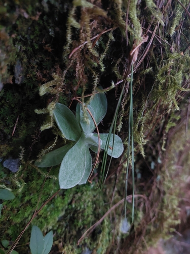 Pseudognaphalium adnatum, photograph 4