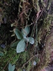 Pseudognaphalium adnatum, photograph (c) Jason, some rights reserved (CC BY)