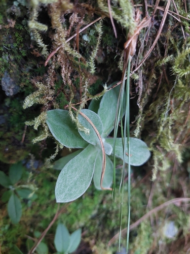Pseudognaphalium adnatum, photograph 5