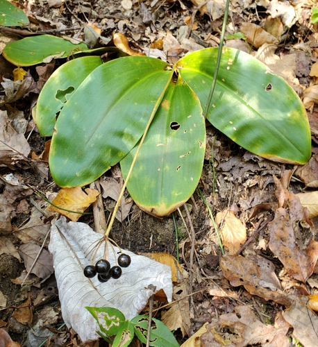 white clintonia (Clintonia umbellulata)