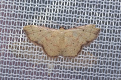 Idaea craspedota