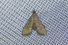 Steniini