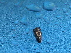 Harmonia axyridis