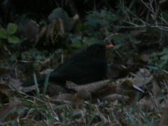 Turdus merula