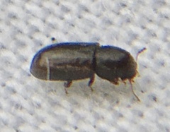 Orthocis alni