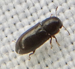 Orthocis alni
