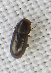 Orthocis alni