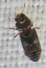 Orthocis alni