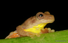 Executioner Treefrog photo 2