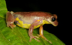 Executioner Treefrog photo 3
