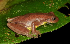 Executioner Treefrog photo 4