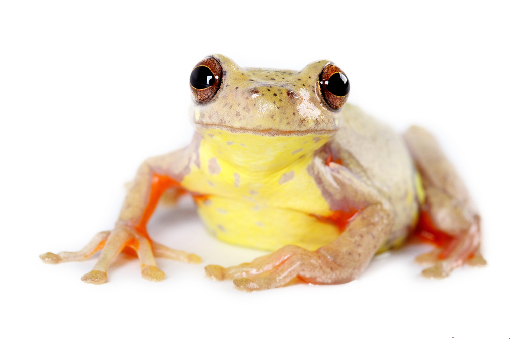 Executioner Treefrog