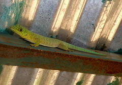 Phelsuma standingi