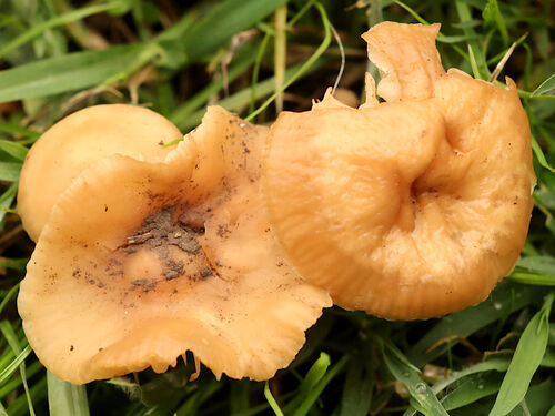 fairy ring marasmius (Marasmius oreades)