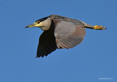 Nycticorax nycticorax image
