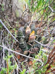 Gasteria brachyphylla