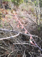Gasteria brachyphylla