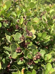 Searsia glauca