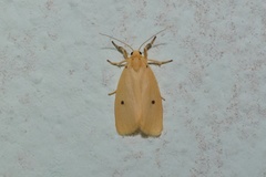 Miltochrista calamaria