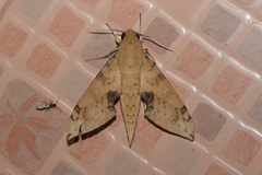 Cechenena chimaera