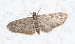 Eupithecia dodoneata