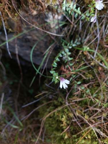 Taiwan Eyebright (Euphrasia transmorrisonensis)