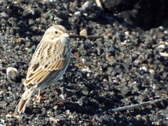 Passerculus sandwichensis princeps