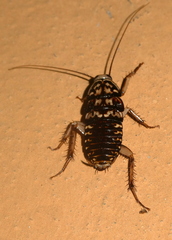 Neostylopyga rhombifolia