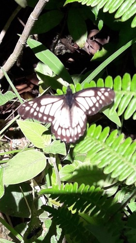 Subspecies Catasticta nimbice bryson · iNaturalist