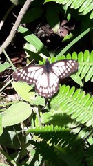 Catasticta nimbice bryson