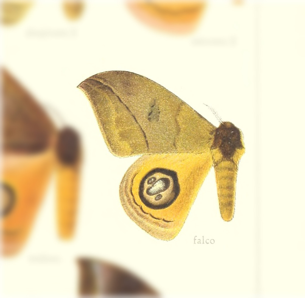 Automeris falco