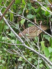Botaurus lentiginosus image