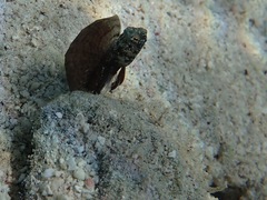 Emblemaria pandionis