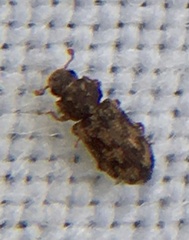 Synchita undata