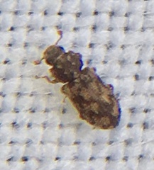 Synchita undata