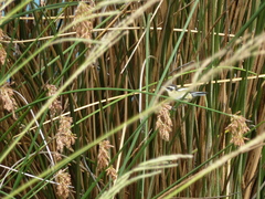 Tachuris rubrigastra