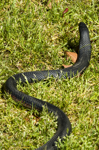 Red-bellied Black Snake sighting