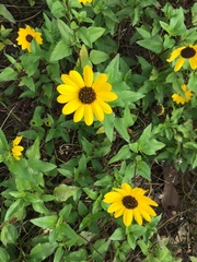 Helianthus debilis image