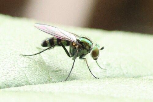 Unknown species found near Concord, MA 01742, USA