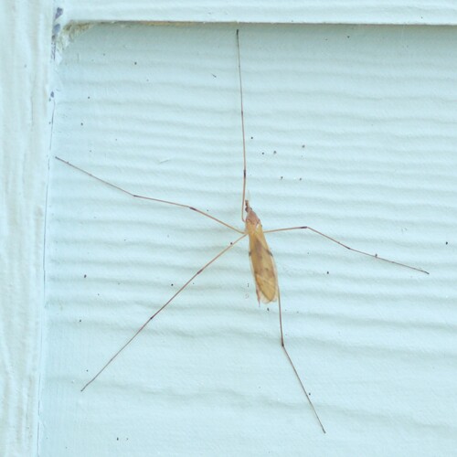 Unknown species found near Concord, MA 01742, USA