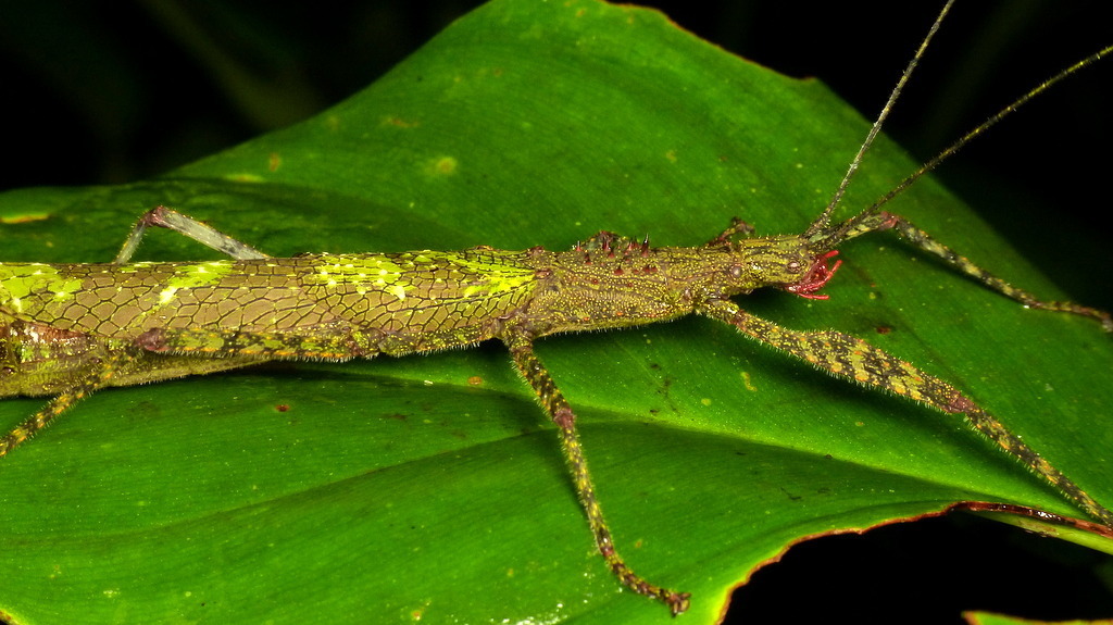 Acanthometriotes