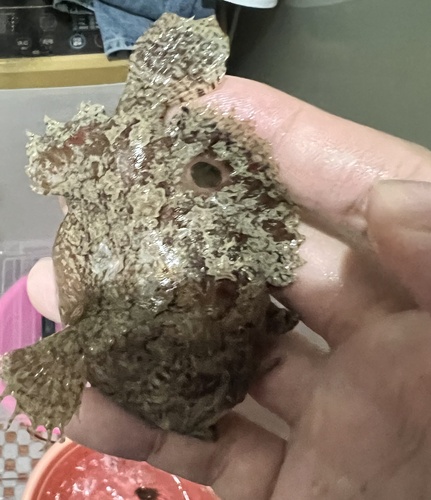 Brackish-water frogfish (Antennarius biocellatus) — Antennariidae — 2