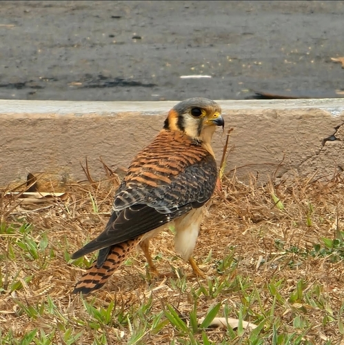 American Kestrel