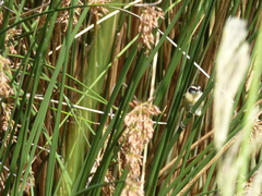 Tachuris rubrigastra