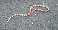 Lampropeltis knoblochi